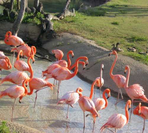 Flamingo in Tampa