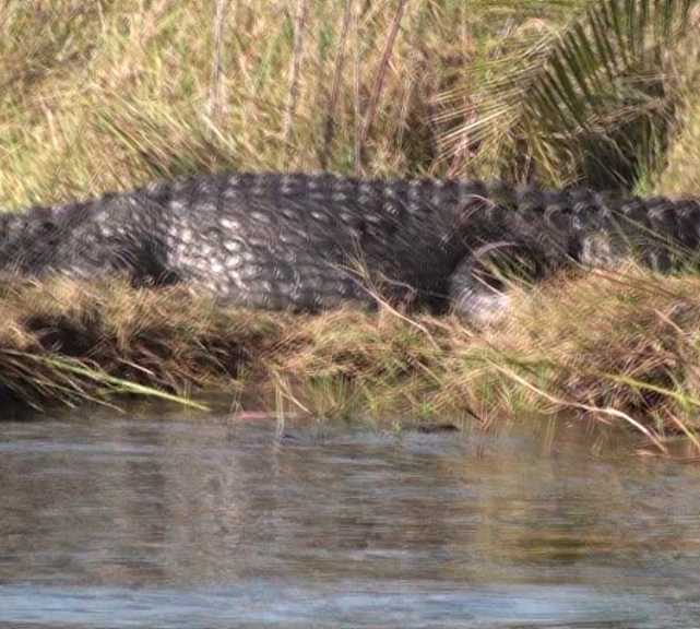 Alligatore a Shakawe