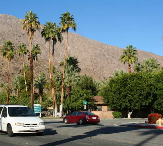 Árbol en Palm Springs