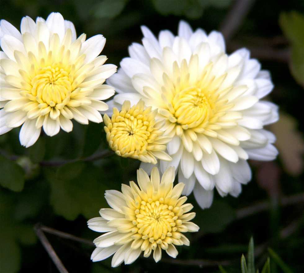 Marguerite daisy à Litchfield
