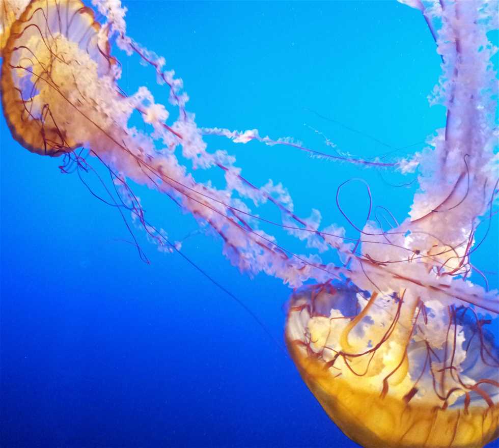Jellyfish in Omaha