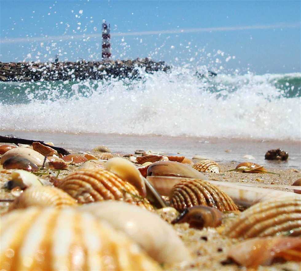 Seashell in Faro