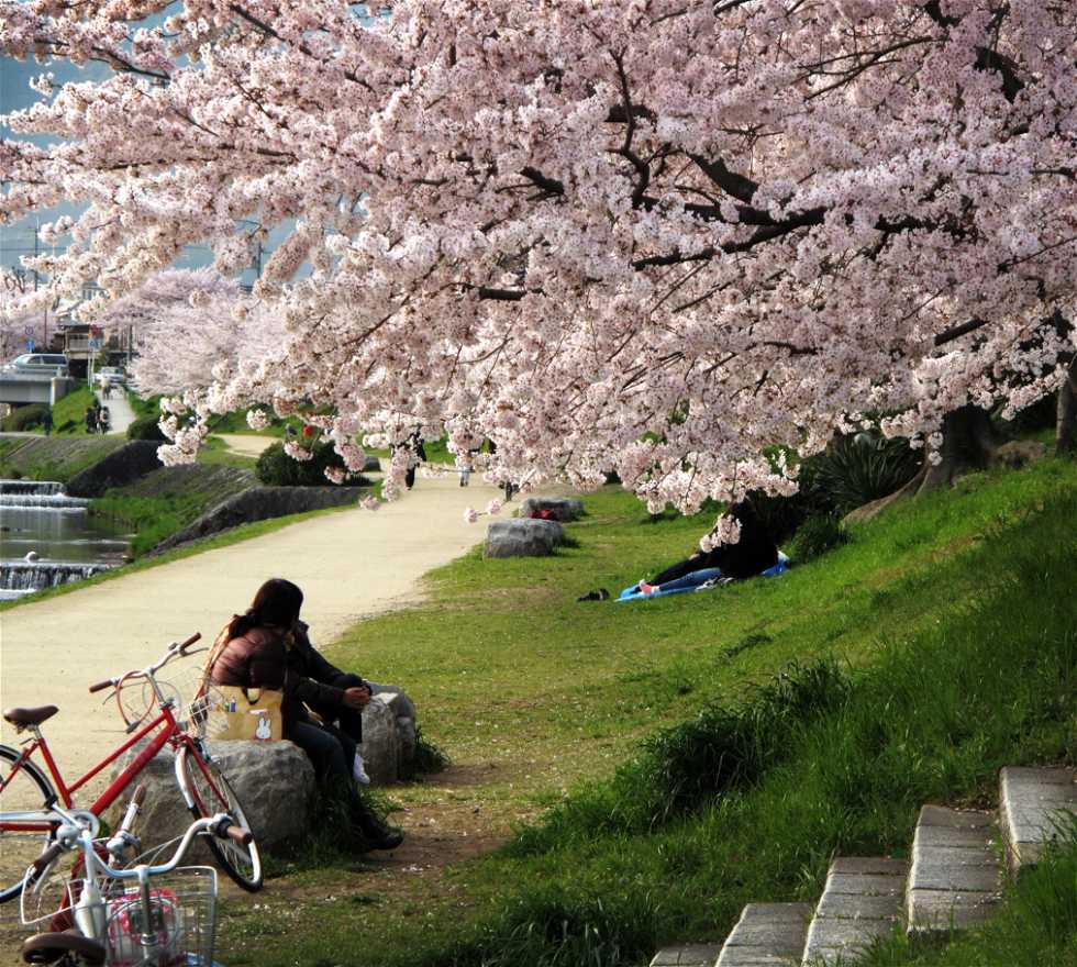 Color rosa en Japón