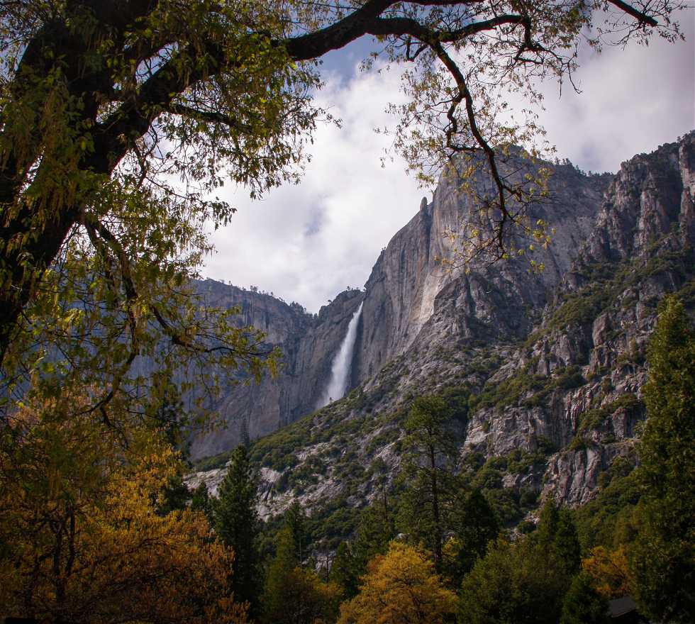 Hoja en Yosemite National Park