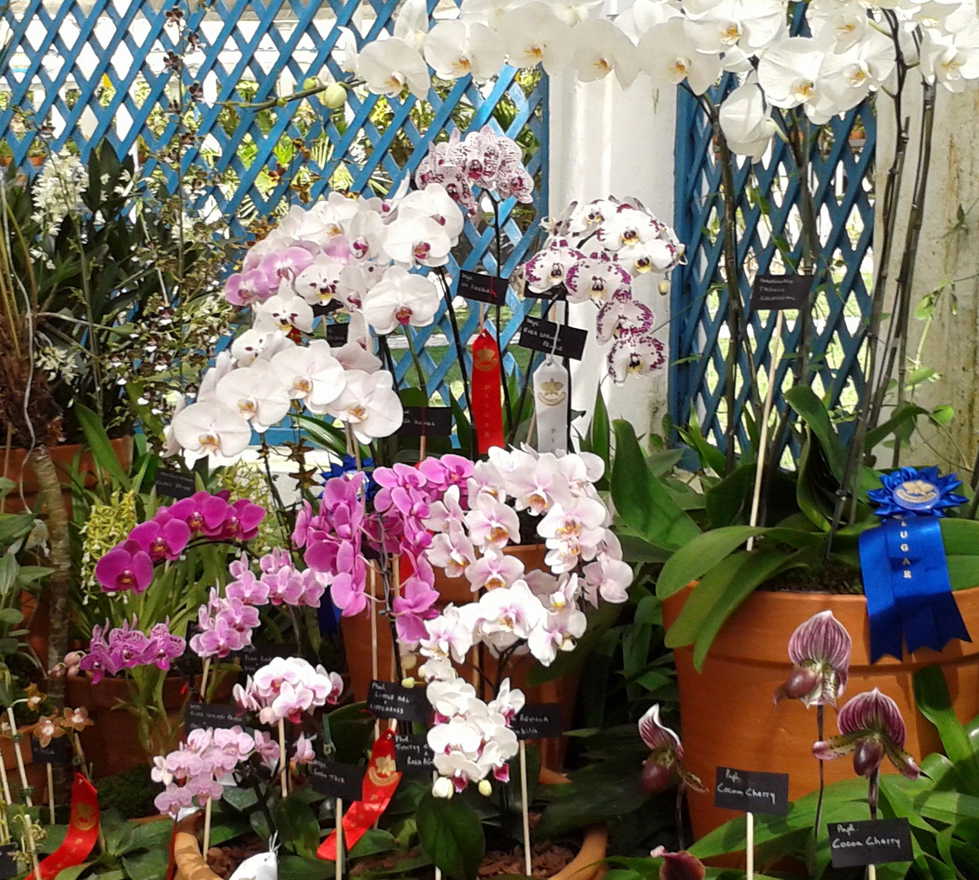 feria de orquideas en el jardin botanico