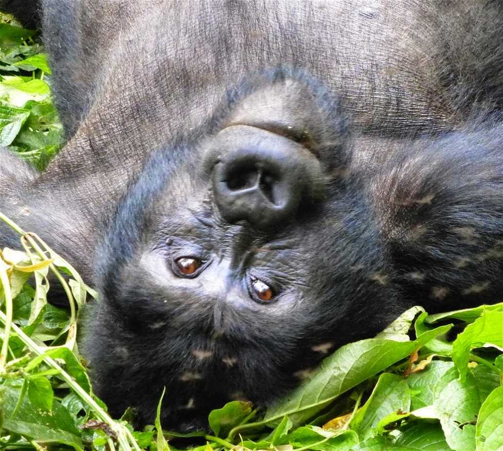 Macaco em Uganda