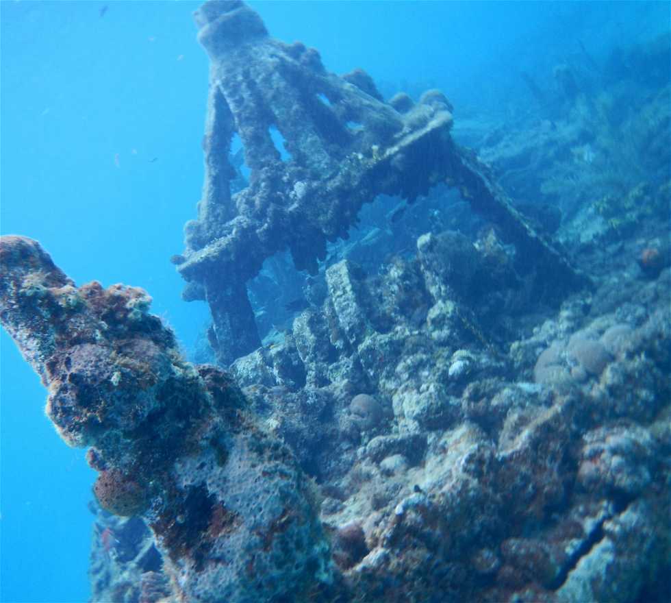 Biologie marine à Barbados