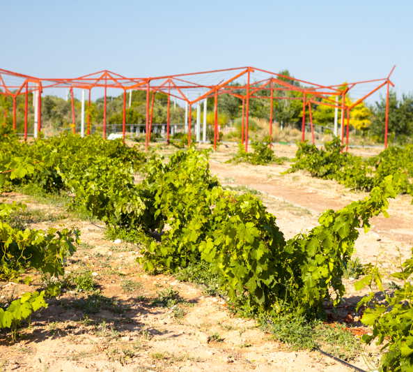 jardin botanico de castilla la mancha