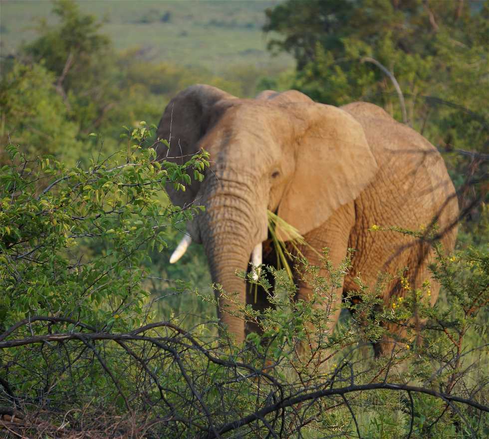 Elefante africano en Pilanesberg