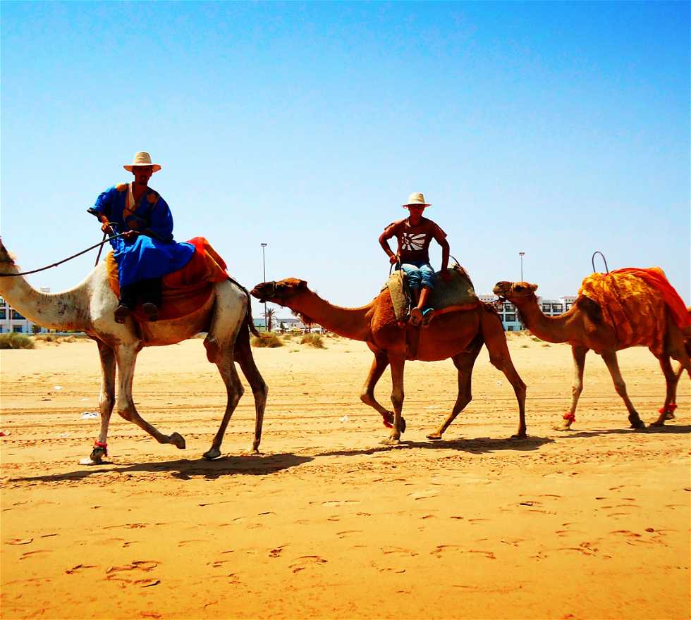 Camello en Saidia