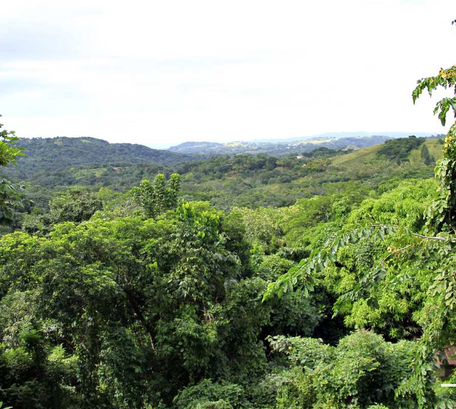 Végétation à Mayagüez
