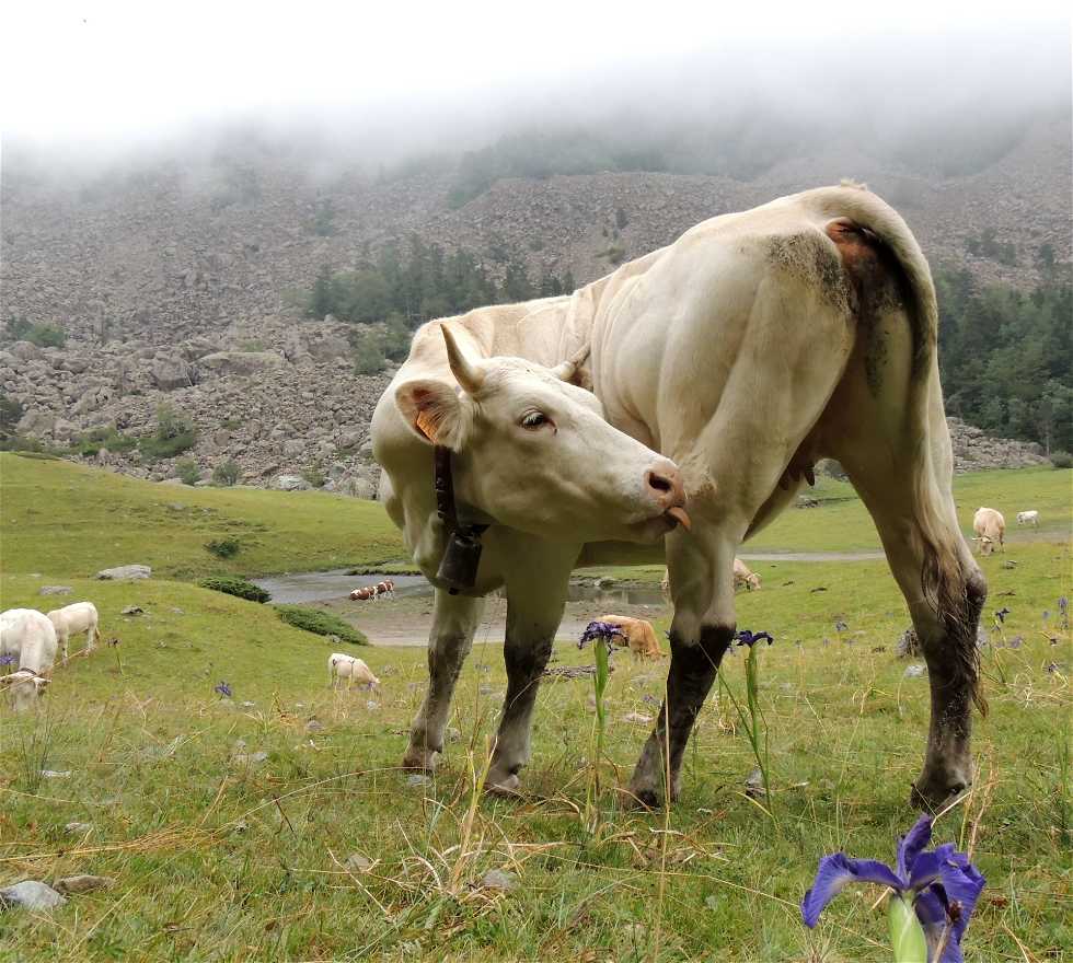 Vaca en Tarbes