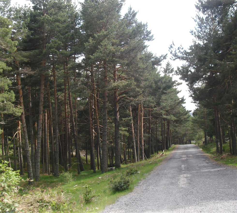 Bosque en Peguerinos