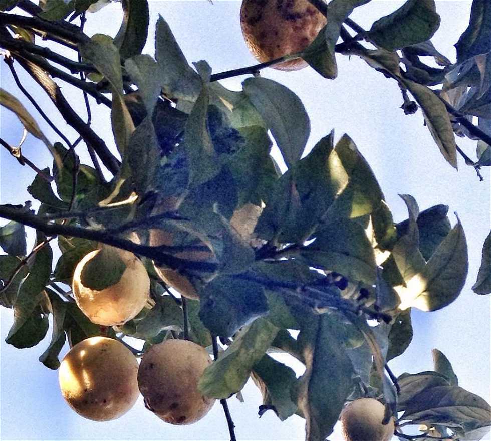 Árbol en Limone sul Garda