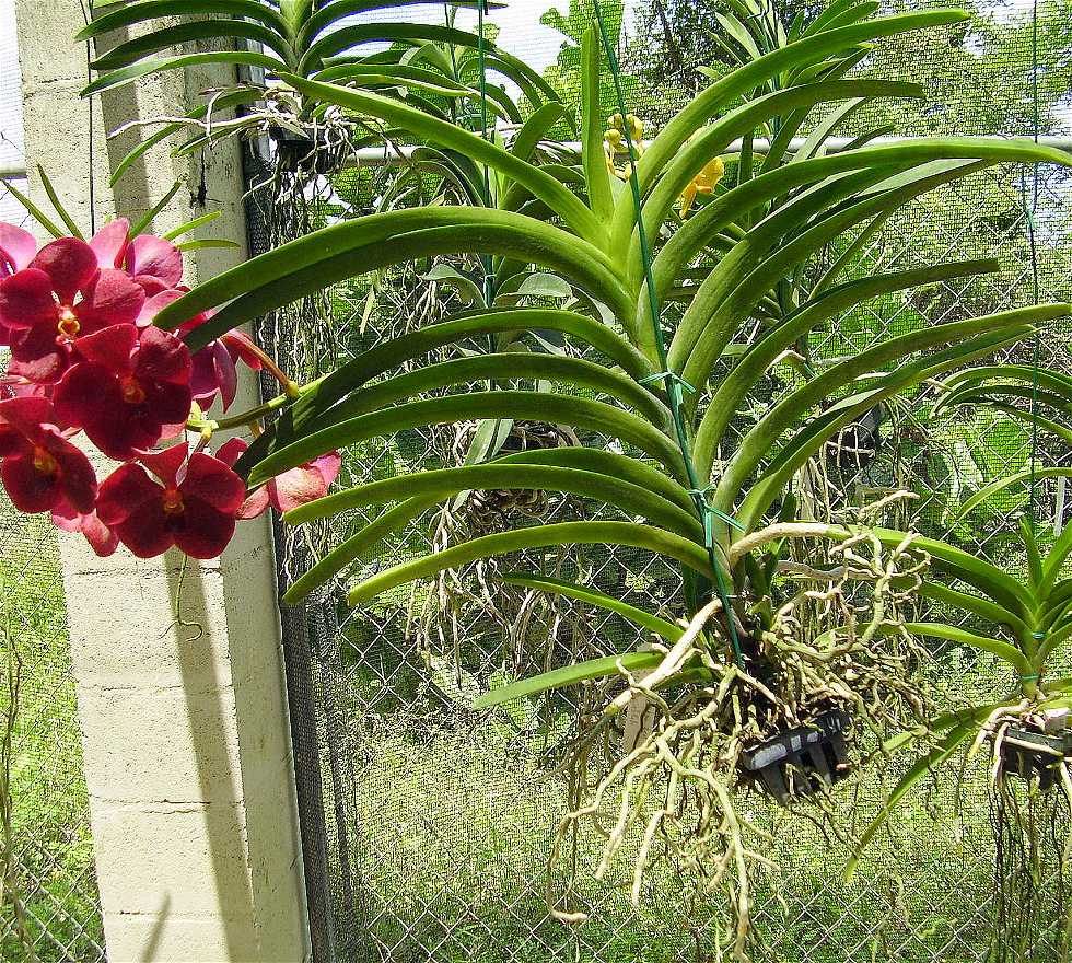 Ti Plant in Barbados