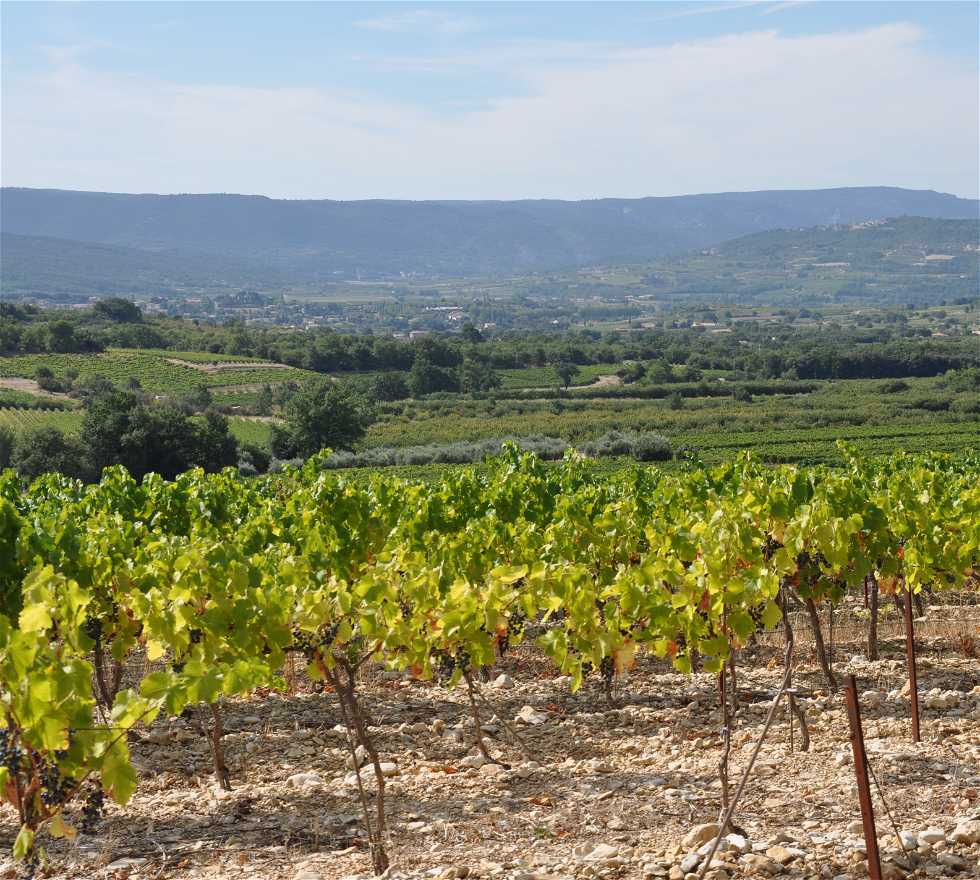Vineyard in Villes-sur-Auzon