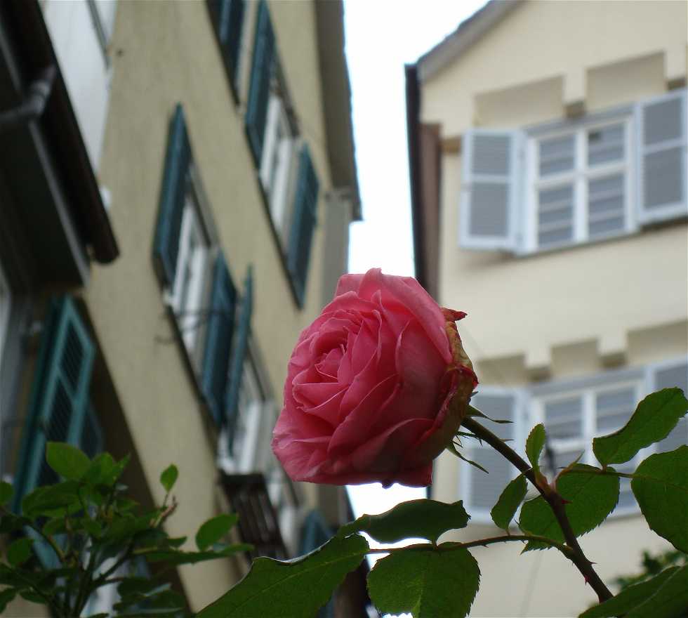 Color rosa en Tübingen