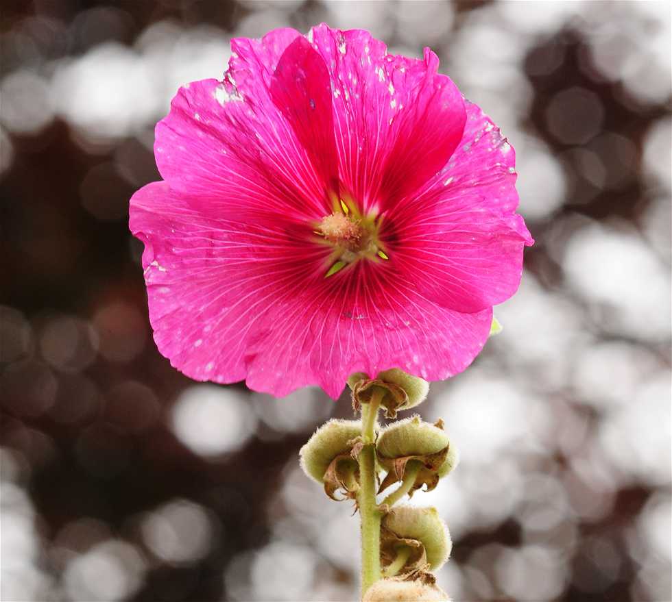 Flower in Saint-Valery-sur-Somme